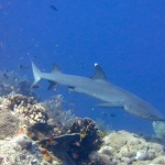 tubbataha14march27.jpg