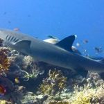 tubbataha14march28.jpg