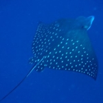 tubbataha14march30.jpg