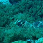tubbataha14march35.jpg