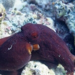 tubbataha14march42.jpg