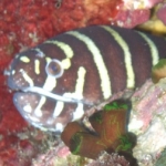 Similan15Feb 09.jpg