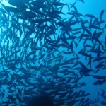 Similan15Feb 11.jpg