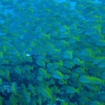 Similan15Feb 13.jpg