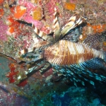 Similan15Feb 14.jpg
