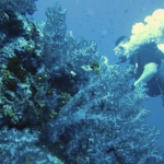 Similan15Feb 15.jpg