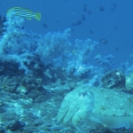 Similan15Feb 17.jpg