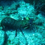 Similan15Feb 22.jpg