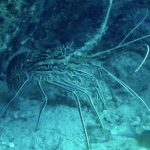 Similan15Feb 23.jpg