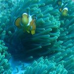 Similan15Feb 25.jpg