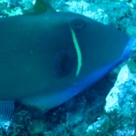 Similan15Feb 26.jpg