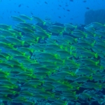 Similan15Feb 29.jpg