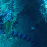 Similan15Feb 31.jpg