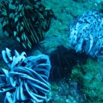 Similan15Feb 32.jpg