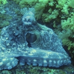 Similan15Feb 35.jpg