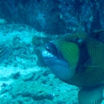 Similan15Feb 37.jpg
