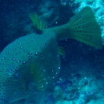 Similan15Feb 38.jpg