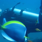 Similan15Feb 41.jpg