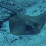Similan15Feb 49.jpg