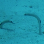 Similan15Feb 51.jpg