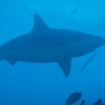 Cocos15aug13.jpg
