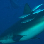 Cocos15aug14.jpg
