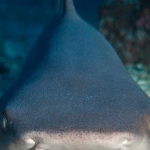 Cocos15aug17.jpg