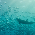 Cocos15aug18.jpg