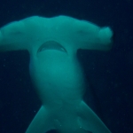 Cocos15aug23.jpg