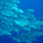 Cocos15aug34.jpg