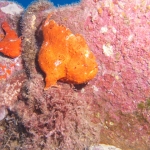 Cocos15aug37.jpg