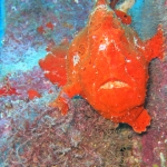 Cocos15aug38.jpg