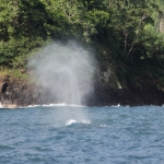 Cocos15aug41.jpg