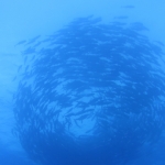 Cocos15aug44.jpg