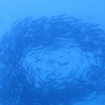 Cocos15aug45.jpg