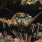 Cocos15aug48.jpg