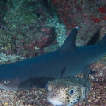 Cocos15aug49.jpg