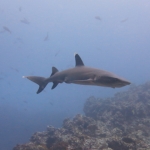 Cocos15aug54.jpg