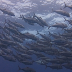 Cocos15aug58.jpg