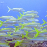 Cocos15aug62.jpg