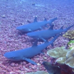 Cocos15aug64.jpg