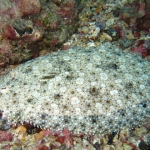 Cocos15aug66.jpg