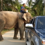 landtoursamui19.jpg