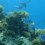 samuisnorkeltour14.jpg