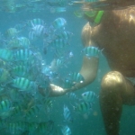samuisnorkeltour06.jpg