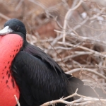 Galapagos2019-50.jpg