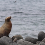 Galapagos2019-42.jpg