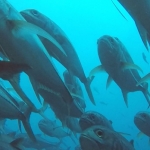 Galapagos2019-1.jpg