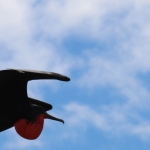 Galapagos2019-47.jpg