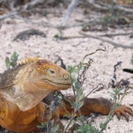 Galapagos2019-43.jpg